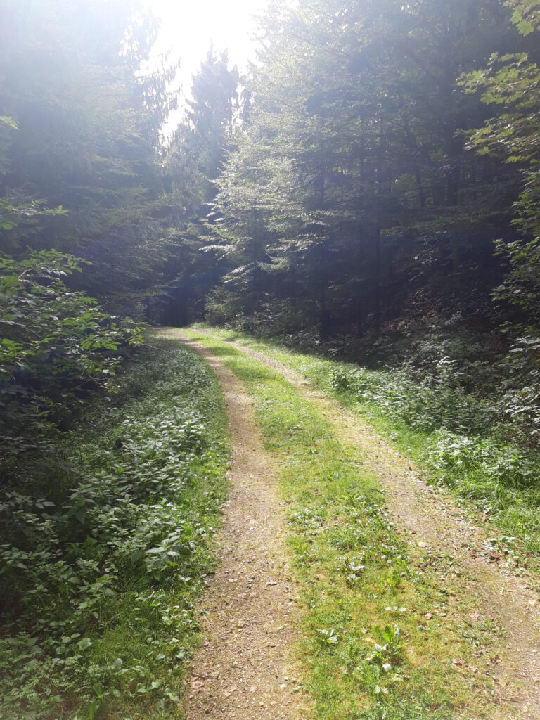 Waldweg zu den Reibertswänden